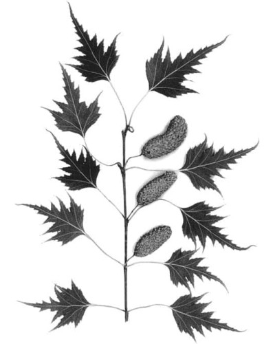 Береза повисла Далекарлійська | Betula pendula Dalecarlica | Береза повислая Далекарлийская