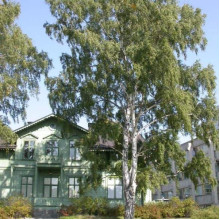 Береза повисла Далекарлійська | Betula pendula Dalecarlica | Береза повислая Далекарлийская