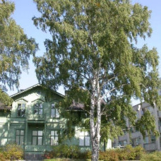 Береза повисла Далекарлійська | Betula pendula Dalecarlica | Береза повислая Далекарлийская