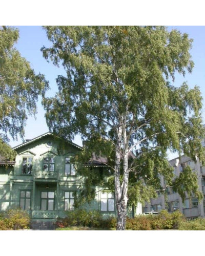 Береза повисла Далекарлійська | Betula pendula Dalecarlica | Береза повислая Далекарлийская