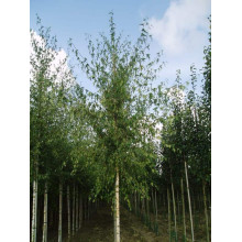 Береза повисла Далекарлійська | Betula pendula Dalecarlica | Береза повислая Далекарлийская