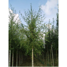 Береза повисла Далекарлійська | Betula pendula Dalecarlica | Береза повислая Далекарлийская