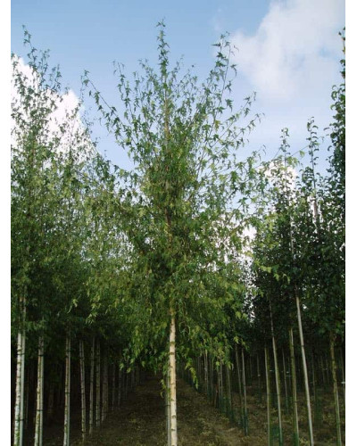 Береза повисла Далекарлійська | Betula pendula Dalecarlica | Береза повислая Далекарлийская