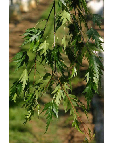 Береза повисла Далекарлійська | Betula pendula Dalecarlica | Береза повислая Далекарлийская