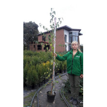 Береза повисла Далекарлійська | Betula pendula Dalecarlica | Береза повислая Далекарлийская