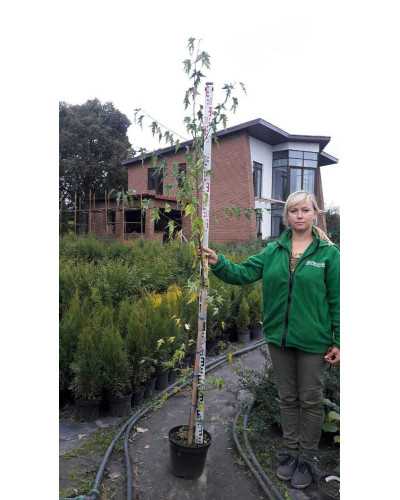 Береза повисла Далекарлійська | Betula pendula Dalecarlica | Береза повислая Далекарлийская