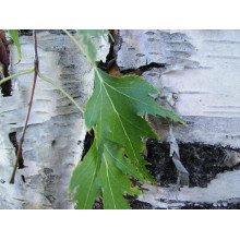 Береза повисла Далекарлійська | Betula pendula Dalecarlica | Береза повислая Далекарлийская