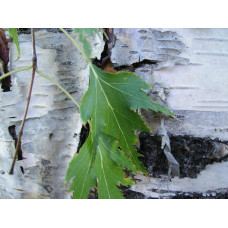 Береза повисла Далекарлійська | Betula pendula Dalecarlica | Береза повислая Далекарлийская