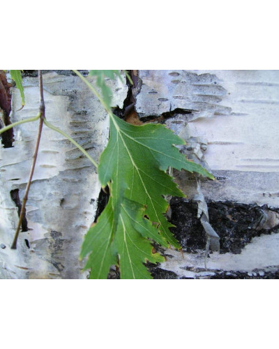 Береза повисла Далекарлійська | Betula pendula Dalecarlica | Береза повислая Далекарлийская