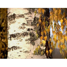 Береза повисла Далекарлійська | Betula pendula Dalecarlica | Береза повислая Далекарлийская