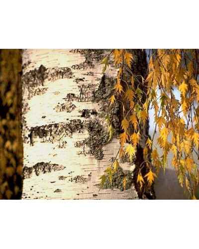 Береза повисла Далекарлійська | Betula pendula Dalecarlica | Береза повислая Далекарлийская