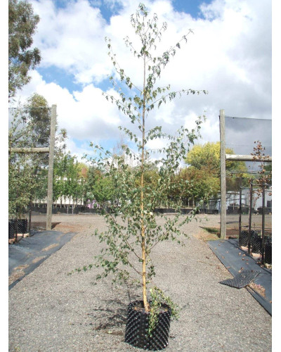 Береза повисла Далекарлійська | Betula pendula Dalecarlica | Береза повислая Далекарлийская