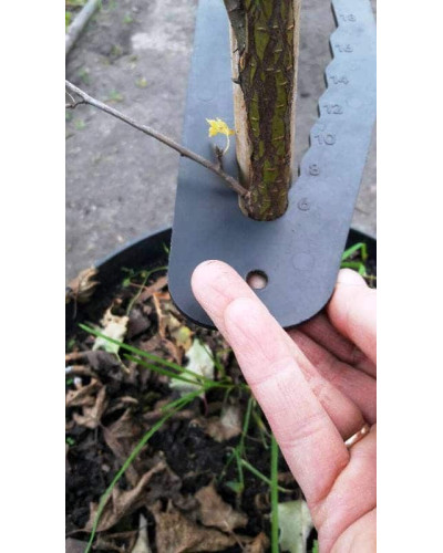 Береза повисла Далекарлійська | Betula pendula Dalecarlica | Береза повислая Далекарлийская