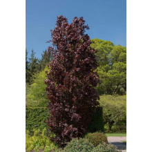 Бук лісовий Рохан Обеліск | Fagus sylvatica Rohan Obelisk | Бук лесной Рохан Обелиск