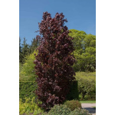 Бук лісовий Рохан Обеліск | Fagus sylvatica Rohan Obelisk | Бук лесной Рохан Обелиск