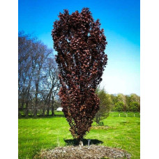 Бук лісовий Рохан Обеліск | Fagus sylvatica Rohan Obelisk | Бук лесной Рохан Обелиск