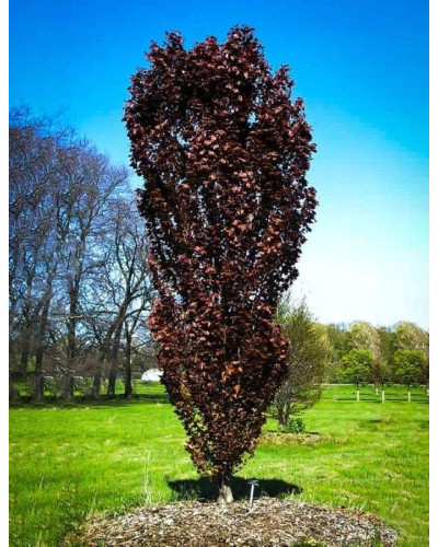 Бук лісовий Рохан Обеліск | Fagus sylvatica Rohan Obelisk | Бук лесной Рохан Обелиск
