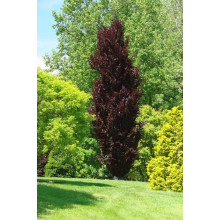 Бук лісовий Девік Пурпл | Fagus sylvatica Dawyck Purple | Бук лесной Дэвик Пурпл