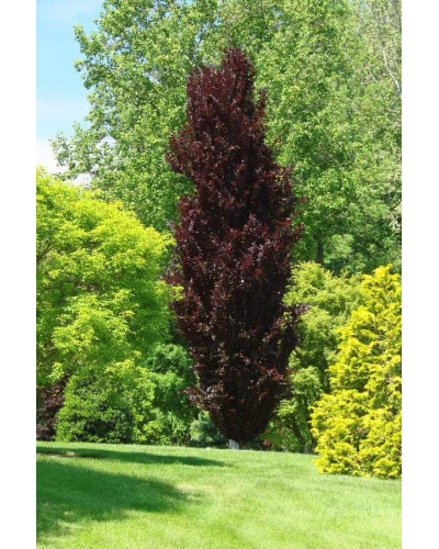 Бук лісовий Девік Пурпл | Fagus sylvatica Dawyck Purple | Бук лесной Дэвик Пурпл