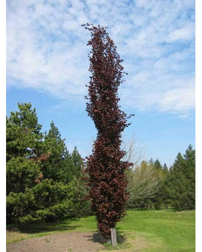 Бук лісовий Девік Пурпл | Fagus sylvatica Dawyck Purple | Бук лесной Дэвик Пурпл