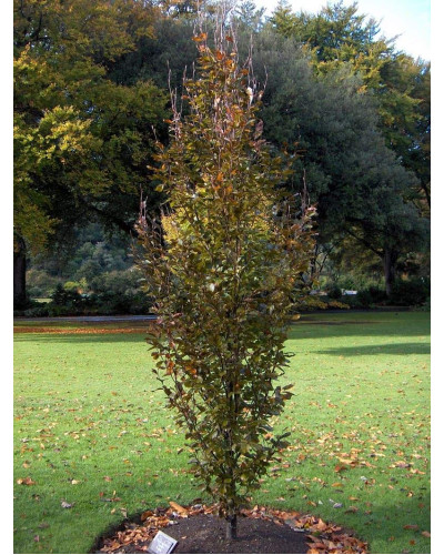 Бук лісовий Девік Пурпл | Fagus sylvatica Dawyck Purple | Бук лесной Дэвик Пурпл