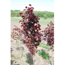 Бук лісовий Девік Пурпл | Fagus sylvatica Dawyck Purple | Бук лесной Дэвик Пурпл
