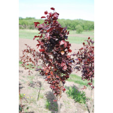 Бук лісовий Девік Пурпл | Fagus sylvatica Dawyck Purple | Бук лесной Дэвик Пурпл