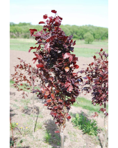 Бук лісовий Девік Пурпл | Fagus sylvatica Dawyck Purple | Бук лесной Дэвик Пурпл