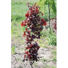 Бук лісовий Девік Пурпл | Fagus sylvatica Dawyck Purple | Бук лесной Дэвик Пурпл