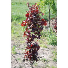 Бук лісовий Девік Пурпл | Fagus sylvatica Dawyck Purple | Бук лесной Дэвик Пурпл