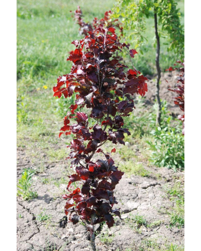 Бук лісовий Девік Пурпл | Fagus sylvatica Dawyck Purple | Бук лесной Дэвик Пурпл