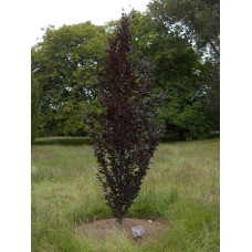 Бук лісовий Девік Пурпл | Fagus sylvatica Dawyck Purple | Бук лесной Дэвик Пурпл