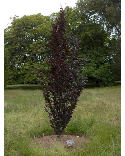 Бук лісовий Девік Пурпл | Fagus sylvatica Dawyck Purple | Бук лесной Дэвик Пурпл