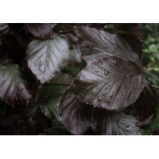 Бук лісовий Девік Пурпл | Fagus sylvatica Dawyck Purple | Бук лесной Дэвик Пурпл