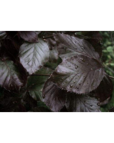 Бук лісовий Девік Пурпл | Fagus sylvatica Dawyck Purple | Бук лесной Дэвик Пурпл