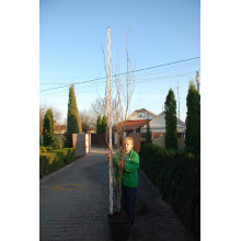 Бук лісовий Девік Пурпл | Fagus sylvatica Dawyck Purple | Бук лесной Дэвик Пурпл