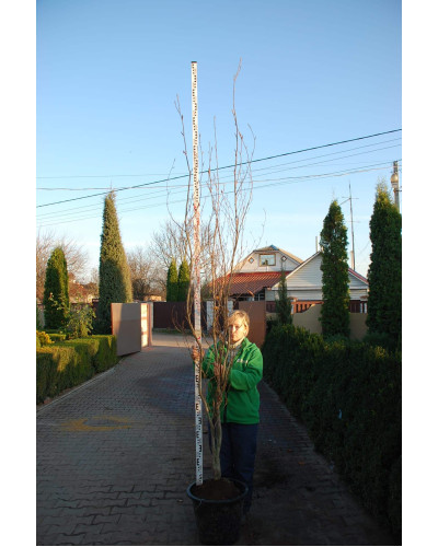Бук лісовий Девік Пурпл | Fagus sylvatica Dawyck Purple | Бук лесной Дэвик Пурпл