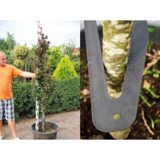 Бук лісовий Девік Пурпл | Fagus sylvatica Dawyck Purple | Бук лесной Дэвик Пурпл