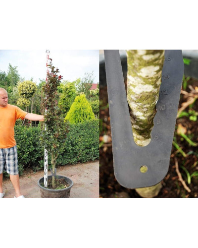 Бук лісовий Девік Пурпл | Fagus sylvatica Dawyck Purple | Бук лесной Дэвик Пурпл