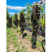Бук лісовий Девік Пурпл | Fagus sylvatica Dawyck Purple | Бук лесной Дэвик Пурпл