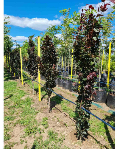 Бук лісовий Девік Пурпл | Fagus sylvatica Dawyck Purple | Бук лесной Дэвик Пурпл