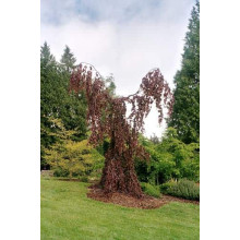 Бук лісовий Пурпл Фонтейн | Fagus silvatica Purple Fountain | Бук лесной Пурпл Фонтейн