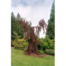 Бук лісовий Пурпл Фонтейн | Fagus silvatica Purple Fountain | Бук лесной Пурпл Фонтейн