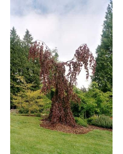 Бук лісовий Пурпл Фонтейн | Fagus silvatica Purple Fountain | Бук лесной Пурпл Фонтейн