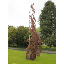 Бук лісовий Пурпл Фонтейн | Fagus silvatica Purple Fountain | Бук лесной Пурпл Фонтейн