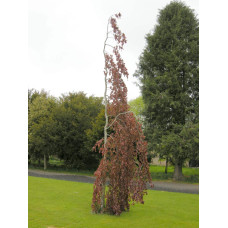 Бук лісовий Пурпл Фонтейн | Fagus silvatica Purple Fountain | Бук лесной Пурпл Фонтейн