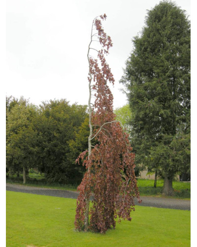 Бук лісовий Пурпл Фонтейн | Fagus silvatica Purple Fountain | Бук лесной Пурпл Фонтейн