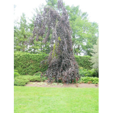 Бук лісовий Пурпл Фонтейн | Fagus silvatica Purple Fountain | Бук лесной Пурпл Фонтейн