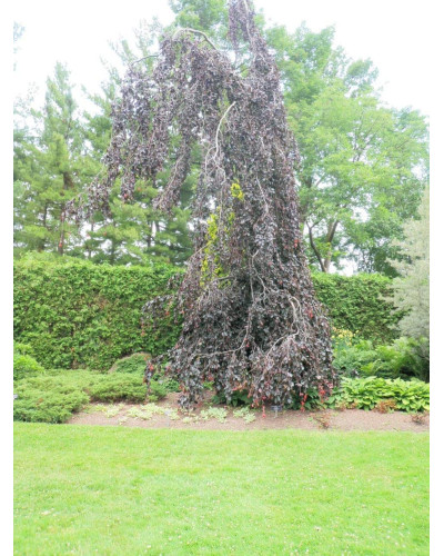 Бук лісовий Пурпл Фонтейн | Fagus silvatica Purple Fountain | Бук лесной Пурпл Фонтейн