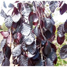 Бук лісовий Пурпл Фонтейн | Fagus silvatica Purple Fountain | Бук лесной Пурпл Фонтейн